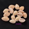 coquillage naturel cauris 15/20mm x20