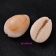 coquillage naturel cauris 18x13mm x20