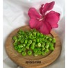 20 perles jaspe impérial  vert pomme  palet plat 6x4mm